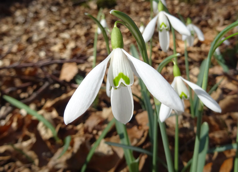 Galanthus nivalis - Amaryllidaceae (Alliaceae)